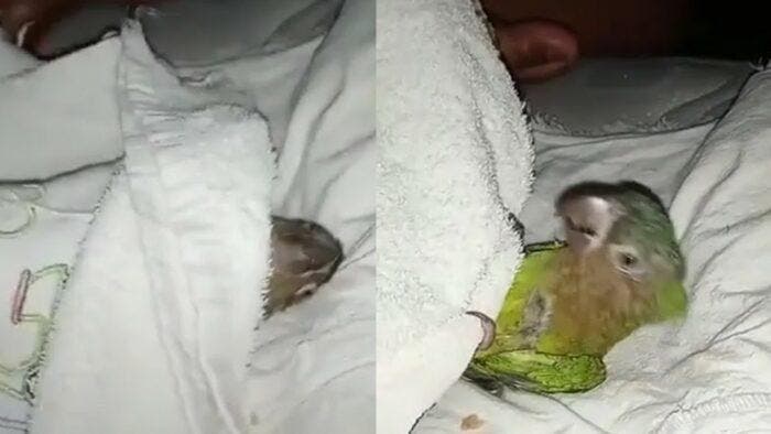 Le perroquet allongé sur le lit