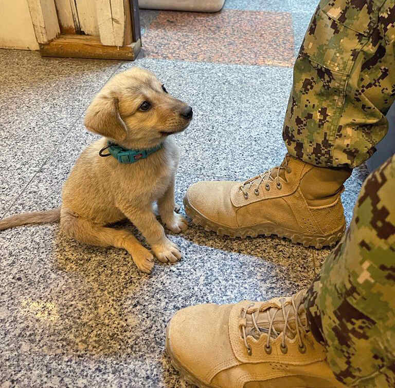 Le petit chiot au pied d’un soldat