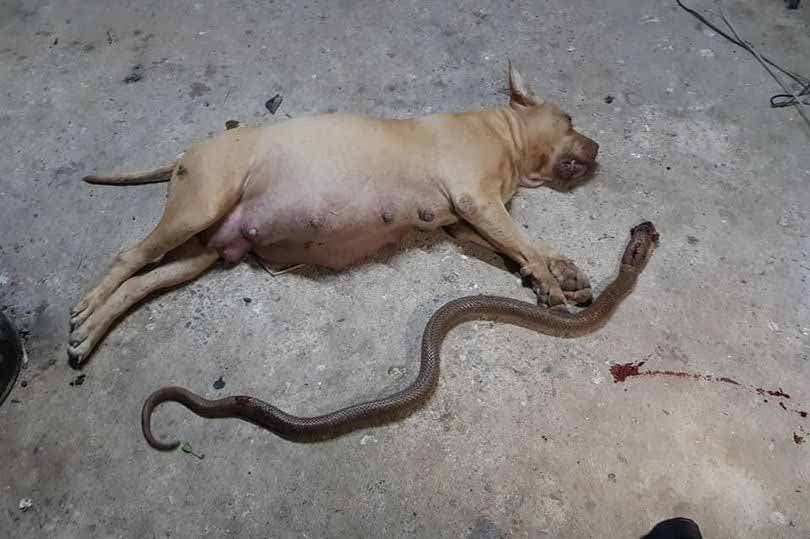 Le pitbull Nong Horm retrouvé mort aux côtés du serpent