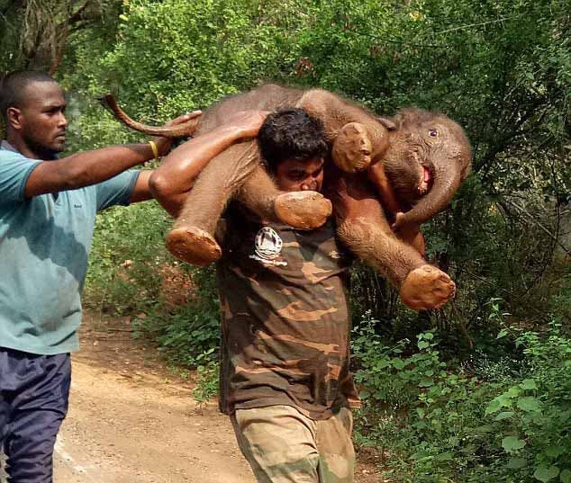 Le secouriste porte le bébé éléphant sur ses épaules