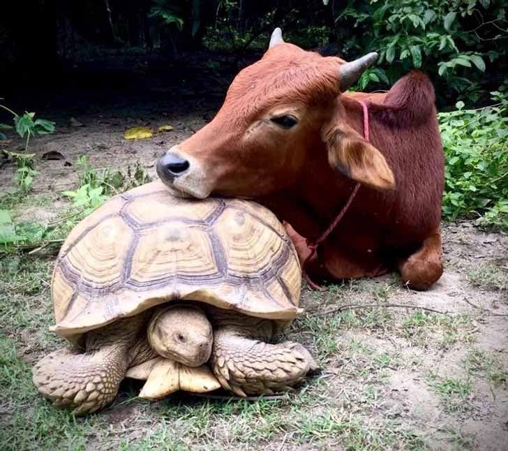 Le veau et la tortue