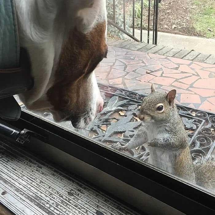 L'écureuil avec le chien