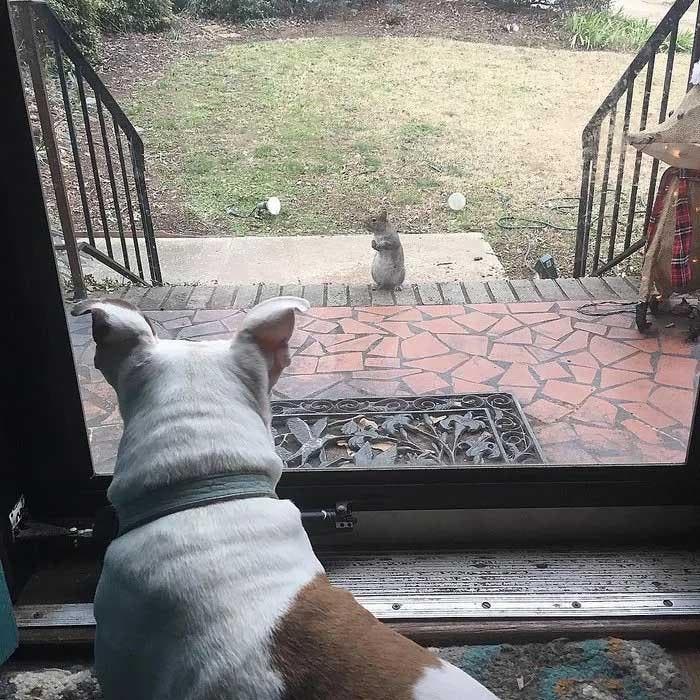 L'écureuil devant la porte de la maison