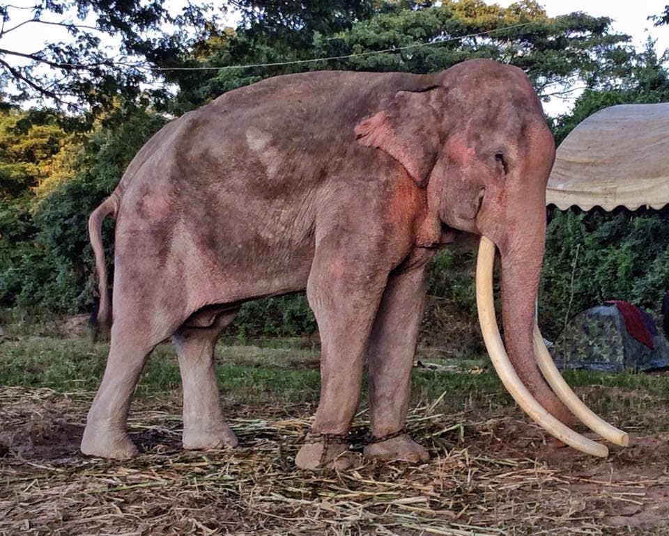 L’éléphant Thong Bai1