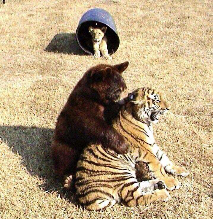 Leo Shere Khan et Baloo