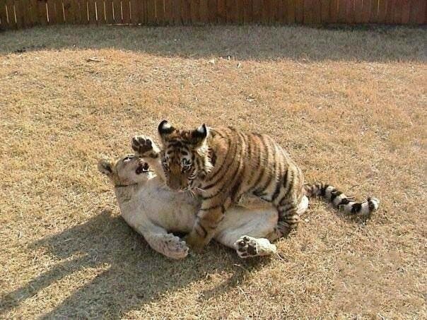 Leo Shere Khan et Baloo2