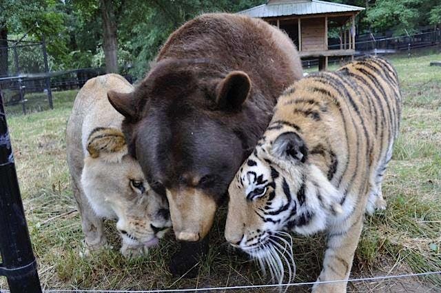 Leo Shere Khan et Baloo3