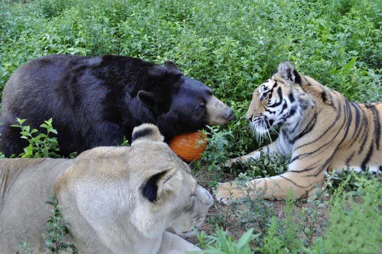 Leo Shere Khan et Baloo4