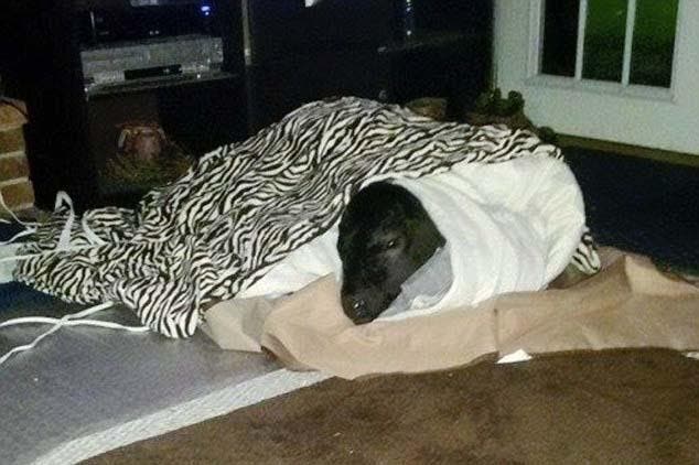 Leroy enveloppé de couvertures chauffantes