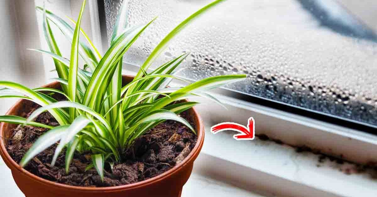 Les 7 meilleures plantes anti-humidité contre les moisissures et les  mauvaises odeurs