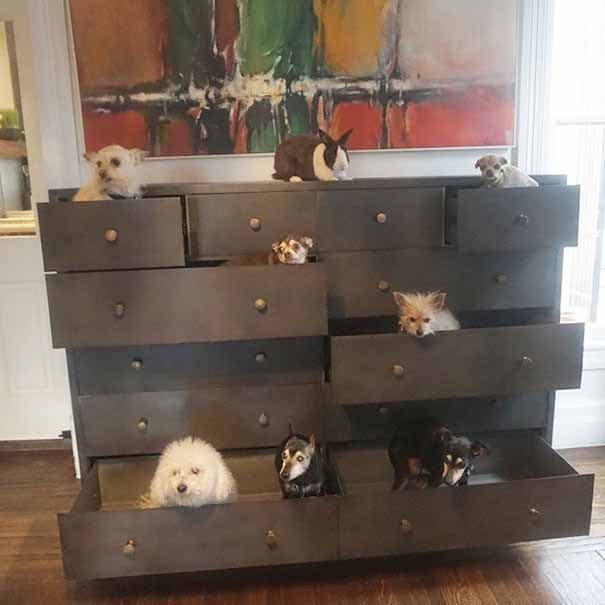 Les chiens de Greig cachés dans les tiroirs