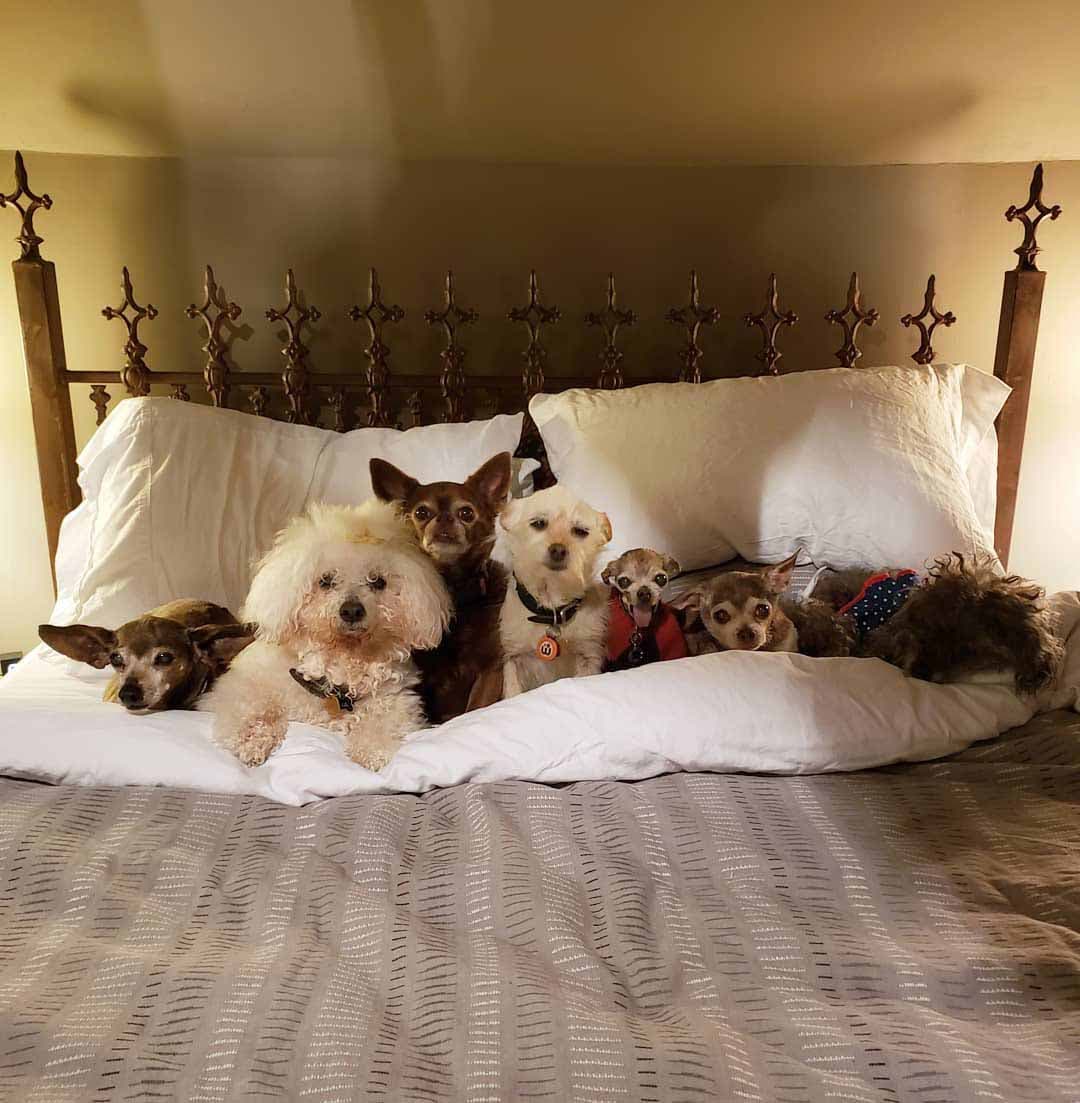 Les chiens de Greig sur le lit