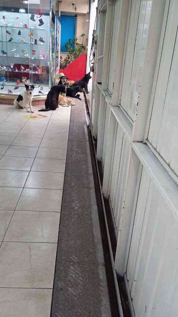 Les chiens errants dans le magasin