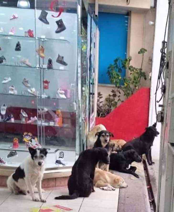 Les chiens errants dans le magasin1