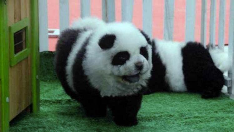 Les chiens pandas en chine