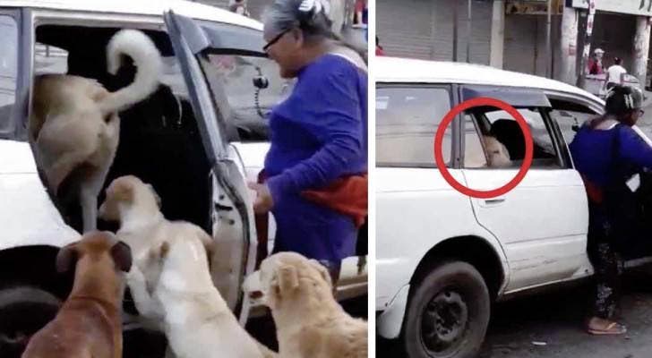 Les chiens rentrent dans la voiture avec la femme