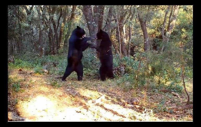 Les deux ours en train de danse
