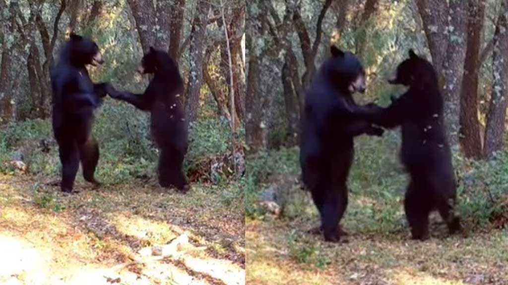 Les deux ours en train de danser 1