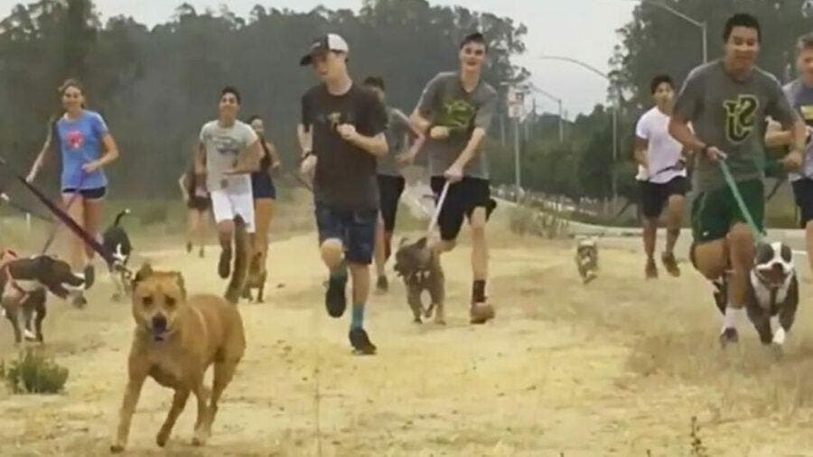 Les lycéens en train de courir avec les chiens