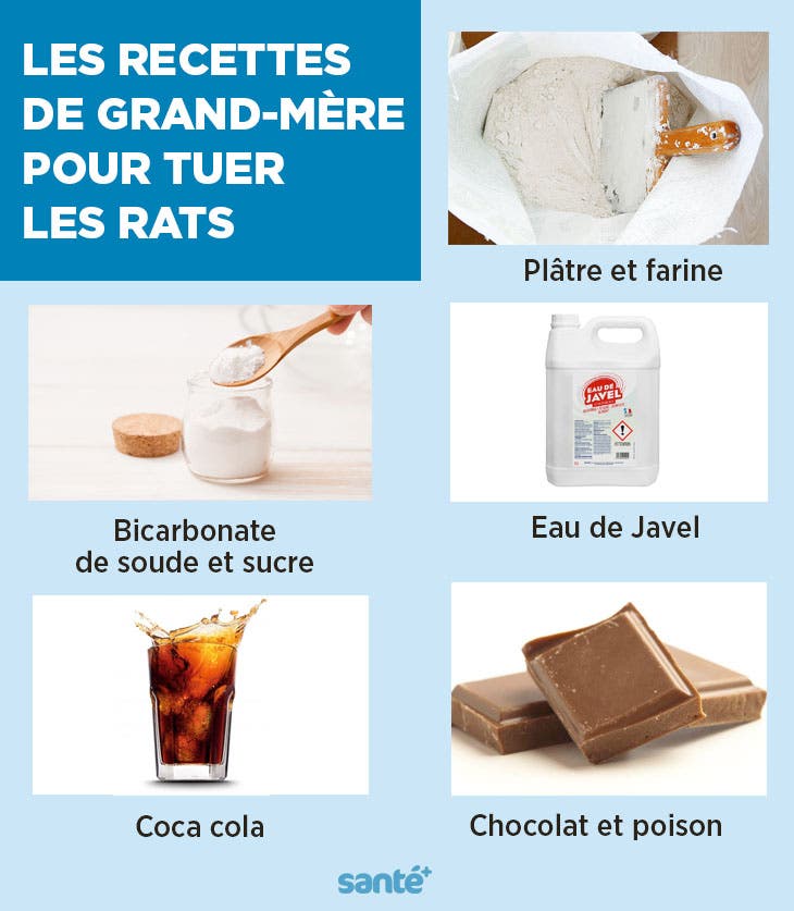 Les recettes de grand-mère pour tuer les rats