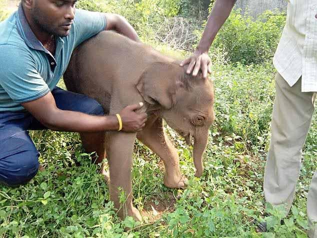 Les secouristes ont soigné le petit éléphant et l’ont aidé à rejoindre sa maman
