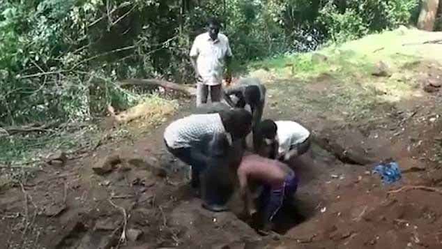 Les secouristes tentent de sortir le petit éléphant du canal boueux