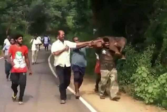 Les villageois et les secouristes ont fait de leur mieux pour aider le petit éléphant
