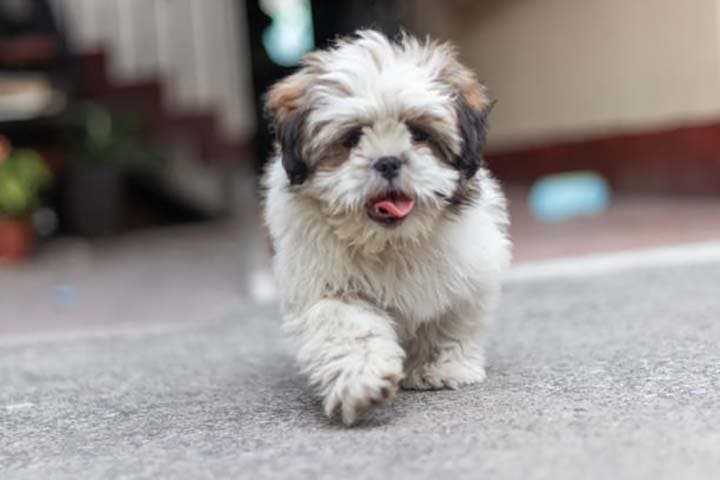 Lhasa Apso