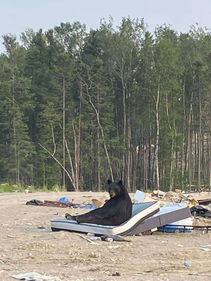 L’ours allongé sur un matelas