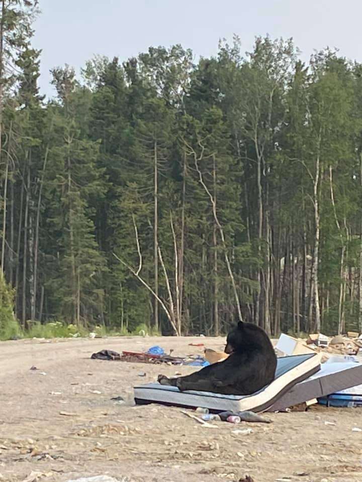 L’ours allongé sur un matelas1