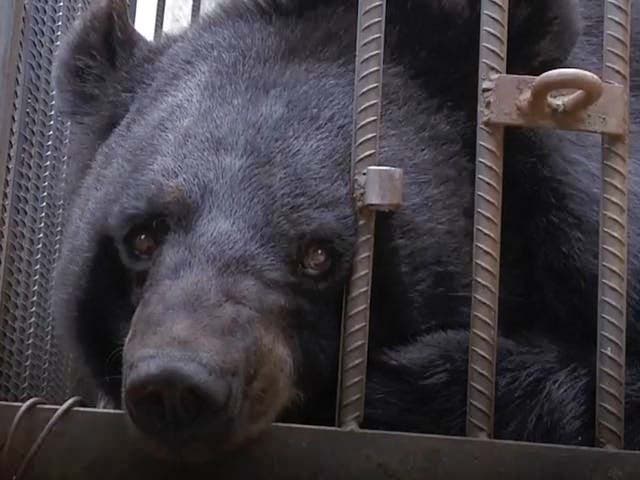 L’ours de Su Yun