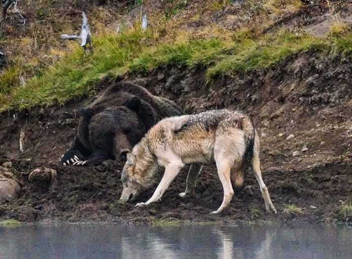 L’ours faisant face au loup