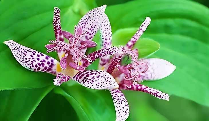 Lys Orchidée