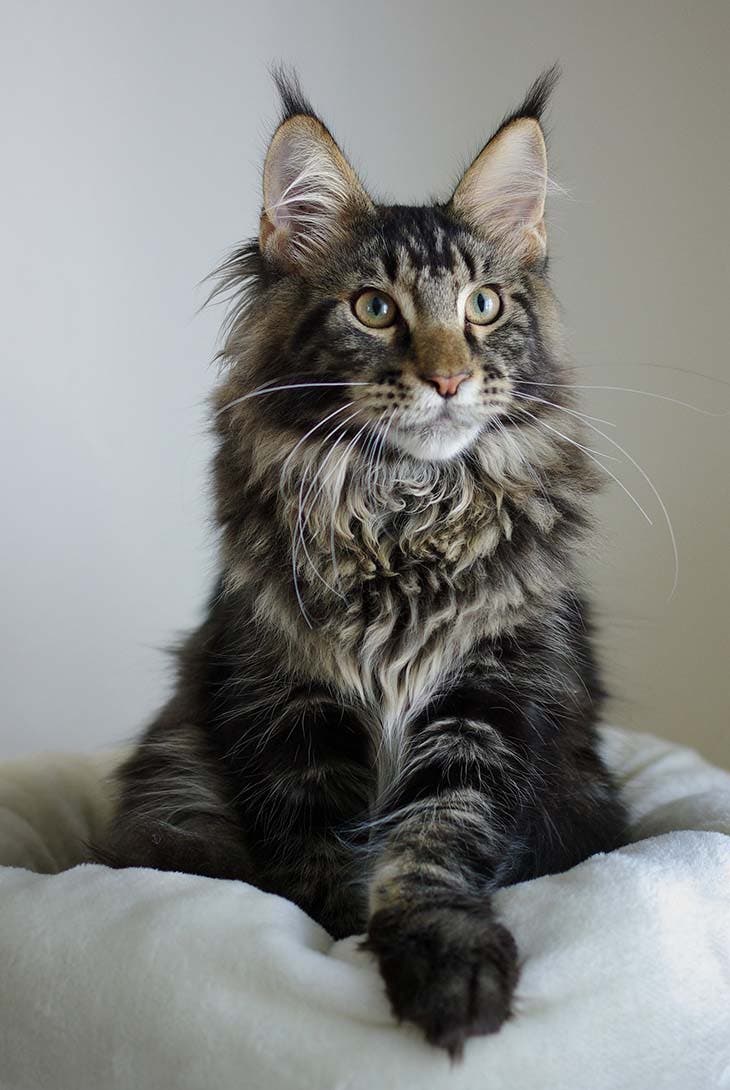 Chat maine coon 
