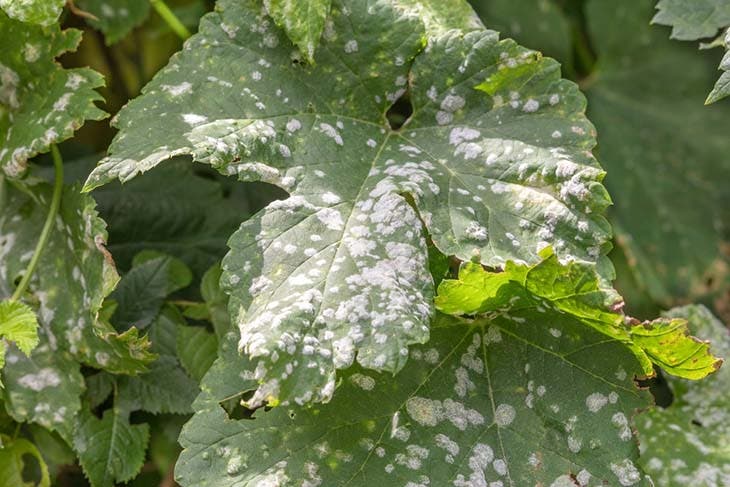 Maladie du mildiou sur une feuille de plante – source : spm