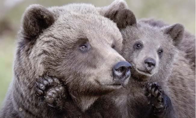 Maman ourse et son bébé