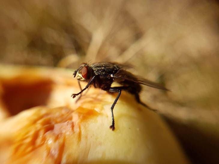 Mouche sur une pomme