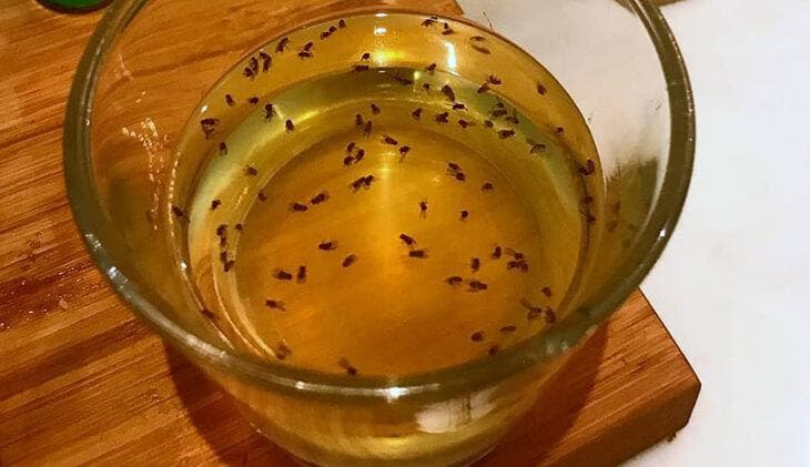 El Truco Genial Para Eliminar Los Mosquitos De La Cocina No Volver N Trucos Para Tu Hogar