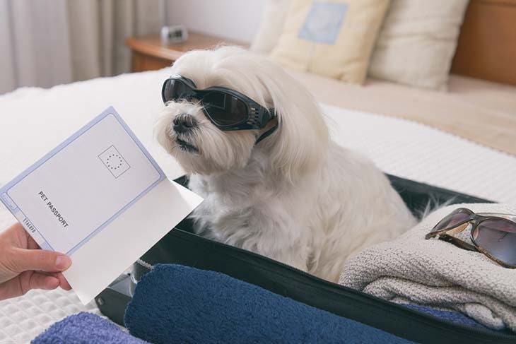 Passeport chien – source : spm
