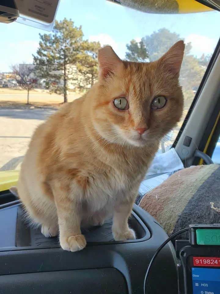 Percy, le nouveau compagnon de route