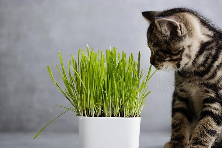 Petit félin devant pot à herbe à chat. source : spm