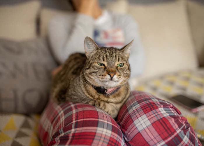 Photo d’un chat assis sur les genoux de sa propriétaire