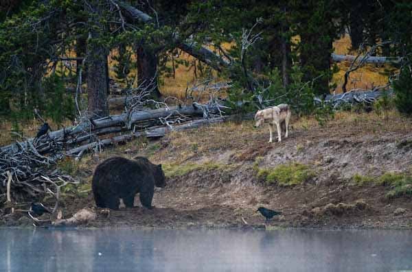 Photographie de Seth Royal Kroft de la rencontre d’un ours avec un loup2