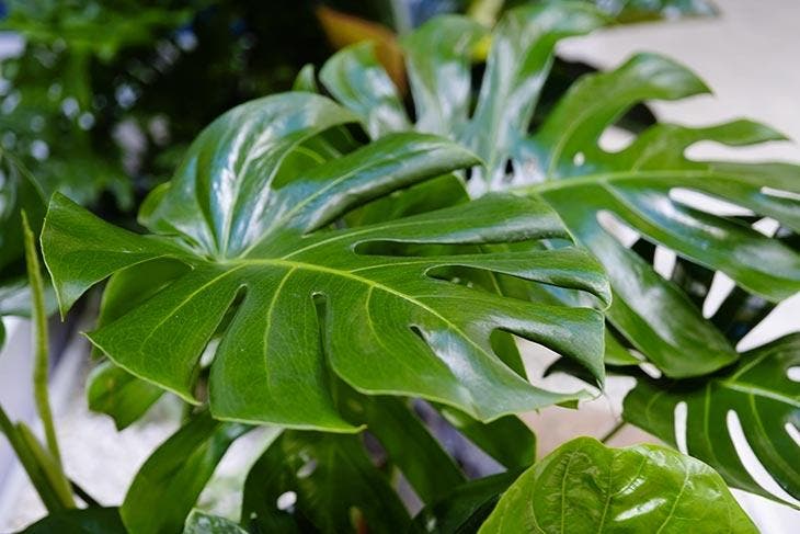 Planta Monstera Deliciosa