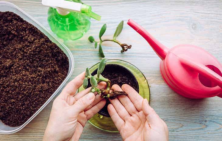 Planter un arbre de jade