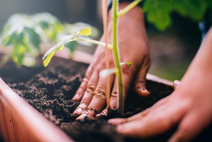 Planter une plante dans son jardin