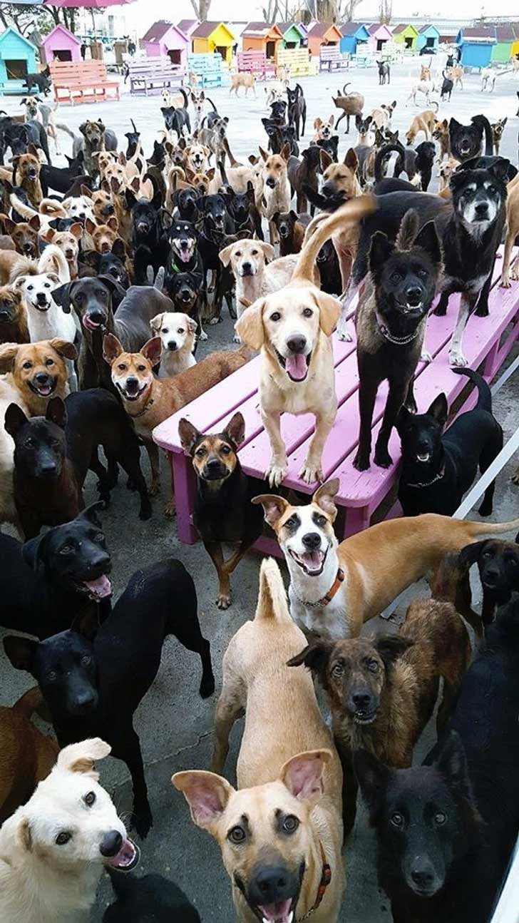 Plus de 3000 chiens sauvés