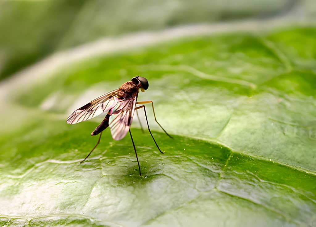 Plusieurs causes peuvent expliquer la présence de moucherons fongiques autour de vos plantes