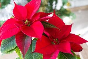 Comment Bien Choisir Et Entretenir Un Poinsettia Toile De No L