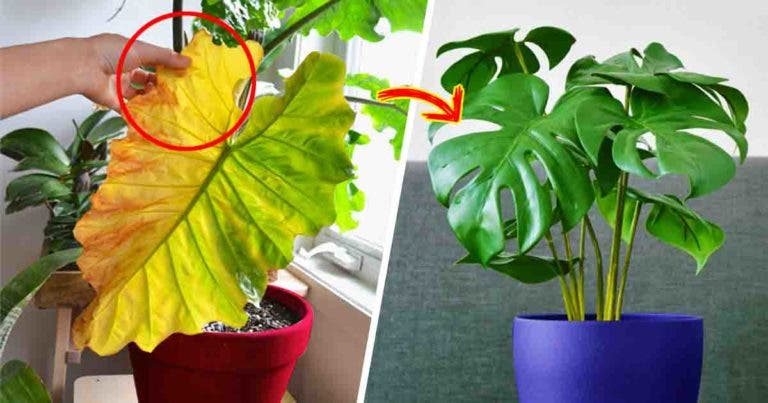 Pourquoi Les Feuilles De Vos Plantes Jaunissent Elles Voici 3 Raisons